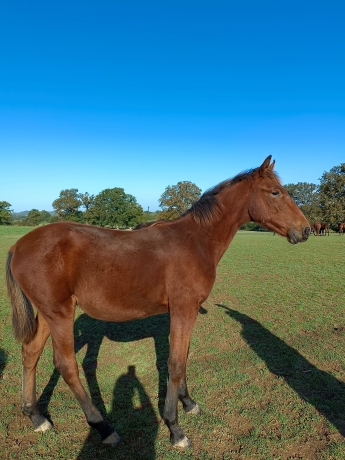 Propose-a-la-vente-femelle-par-Atlas-de-Joudes-2
