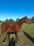 Propose-a-la-vente-femelle-par-Atlas-de-Joudes-2