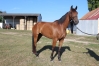 Vend-ou-cherche-option-pour-pouliniere---0