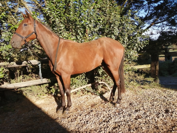 Vend-Jacou-De-Connee-qualifie-1---16------8-a-Caen-0