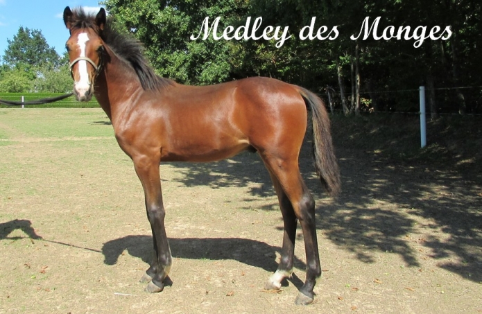 Male-par-Sancho-Turgot--Harmony-Song-(Alto-de-Viette)-0