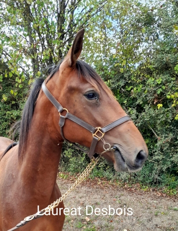 YEARLINGS-DESBOIS