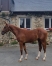 a-vendre-male-L-par-Ecu-pierji-0