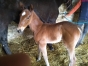 petit-prix-plus---pour-foal-M-femelle-0