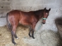 vend-foal-M-femelle-petit-prix-avec-arrangement-0