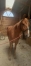 Cede-Idris-Star-petit-prix--Jamais-essaye-monte-0