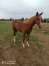a-vendre-male-L-par-Ecu-pierji-2