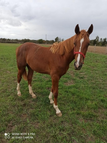 a-vendre-male-L-par-Ecu-pierji-1