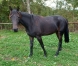 vends-pouliche-trotteuse-de-3-ans-0