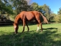 Yearling-par-Ave-Avis-2
