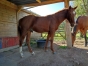 Yearling-par-Ave-Avis-1