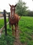 Yearling-par-Ave-Avis-0