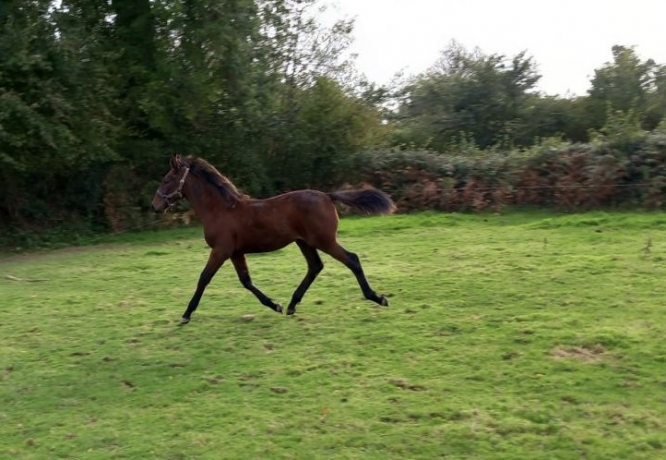 a-vendre-poulain-Foals-0