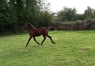 a-vendre-poulain-Foals-0
