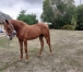 YEARLINGS-A-VENDRE-1