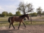 YEARLINGS-A-VENDRE-0