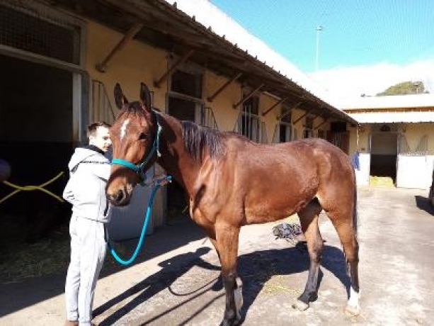 HONGRE-TROTTEUR-DE-4-ANS-0