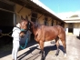 HONGRE-TROTTEUR-DE-4-ANS-0
