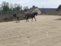 Debourrage--entrainement-1