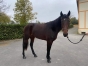 KALYPSO-RACE-(f)-par-READY-CASH-et-DAKOTA-RACE-1