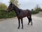 KALYPSO-RACE-(f)-par-READY-CASH-et-DAKOTA-RACE-0