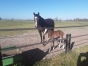 Vends-part-jument-pouliniere-2
