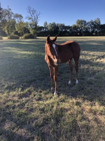 A-vendre-3-foals-(-1-male--2-femelles)-0