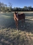 A-vendre-3-foals-(-1-male--2-femelles)-0