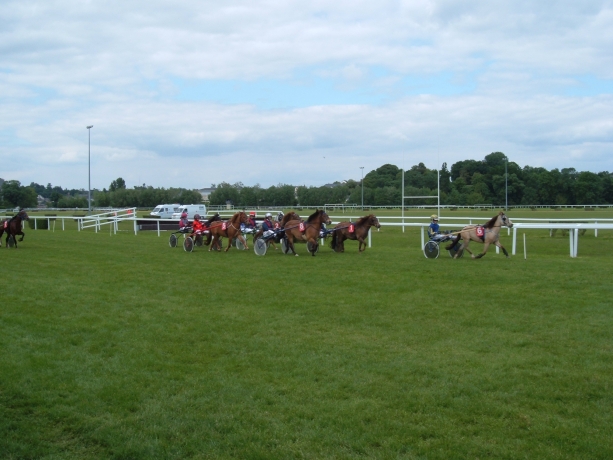 elever-des-poneys-trotteurs-champions