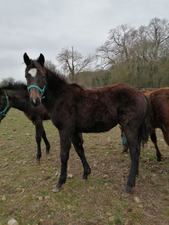pension-chevaux-1
