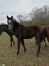 pension-chevaux-1
