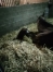 pension-chevaux-0