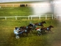 Jument--quot;I-quot;-sortant-de-l---entrainement-par-Ganymede-et-souche-maternelle-classique-0