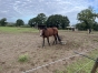 KLASSIKA-DIDALO--INEDITE-QUALIFIEE--PROPRE-SOEUR-DE-JEAN-BALTHAZAR-1