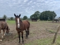 KLASSIKA-DIDALO--INEDITE-QUALIFIEE--PROPRE-SOEUR-DE-JEAN-BALTHAZAR-0