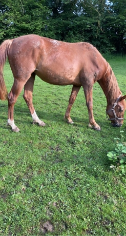 Jument-trotteuse