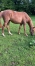 Jument-trotteuse-0