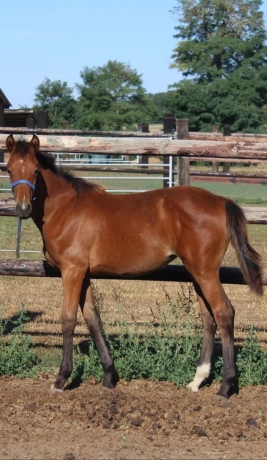 Foal-par-mere-s-ur-de-classiques-2