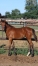 Foal-par-mere-s-ur-de-classiques-2
