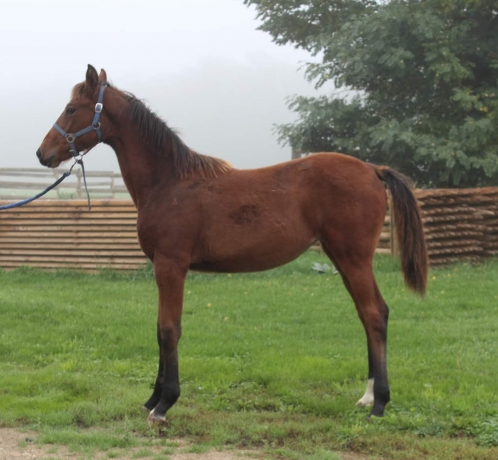 Foal-par-mere-s-ur-de-classiques-1