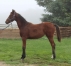 Foal-par-mere-s-ur-de-classiques-1