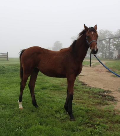 Foal-par-mere-s-ur-de-classiques-0