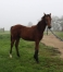 Foal-par-mere-s-ur-de-classiques-0