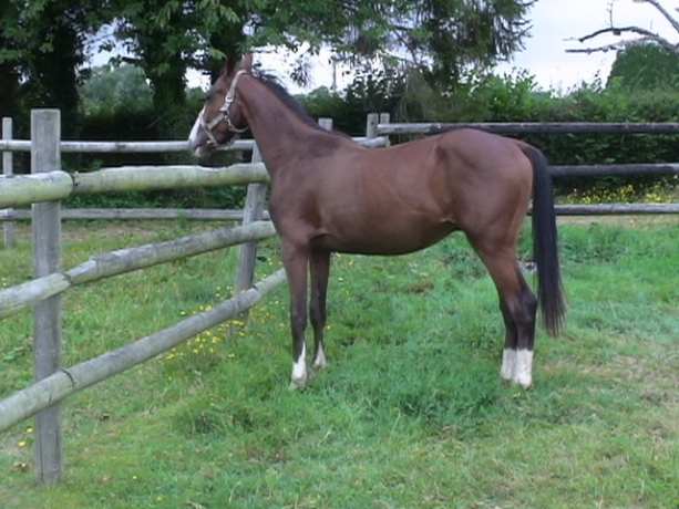 poulain-K-0