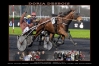 Pouliniere-venant-de-perdre-son-foal--disponible-dans-la-Sarthe--1