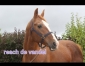 Recherche-pouliniere-ou-pouliche-1