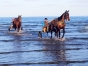 Ecurie-Partick-Terry-recherche-chevaux-pour-Cagnes-1