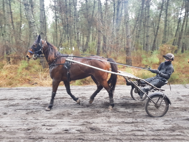 Ecurie-Partick-Terry-recherche-chevaux-pour-Cagnes-0