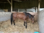 Pouliniere-trotteuse-2