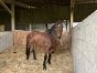 Pouliniere-trotteuse-0